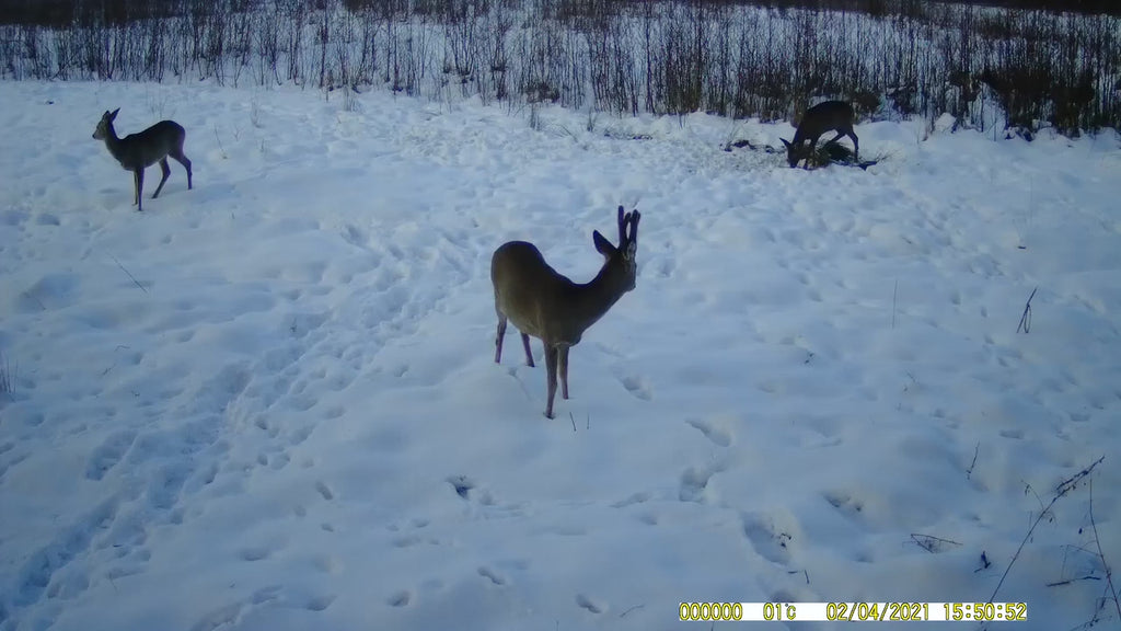 Caméra de Chasse avec Alerte SMS/MMS – Capture Discrète 4K & Vision Nocturne